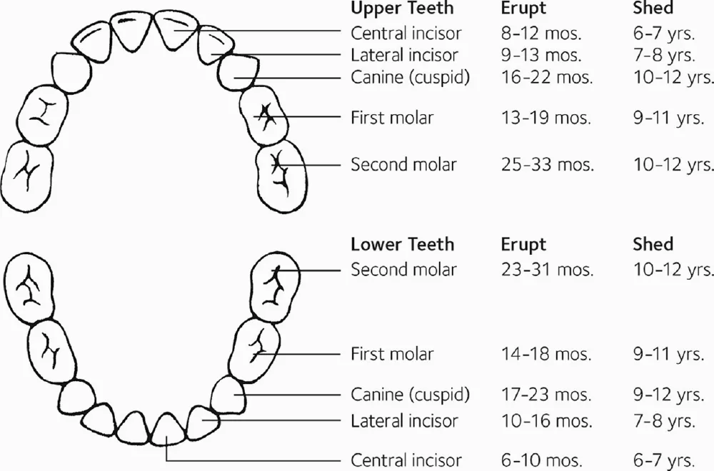 Baby teeth eruption chart