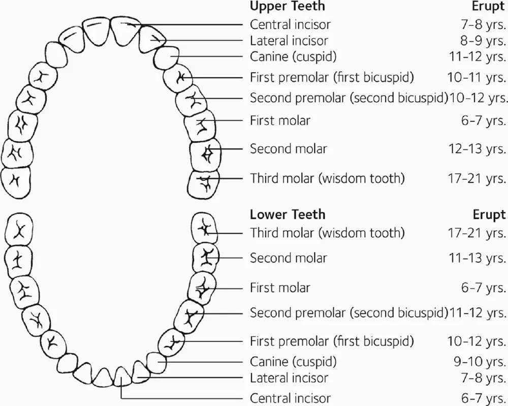 Permanent teeth eruption chart
